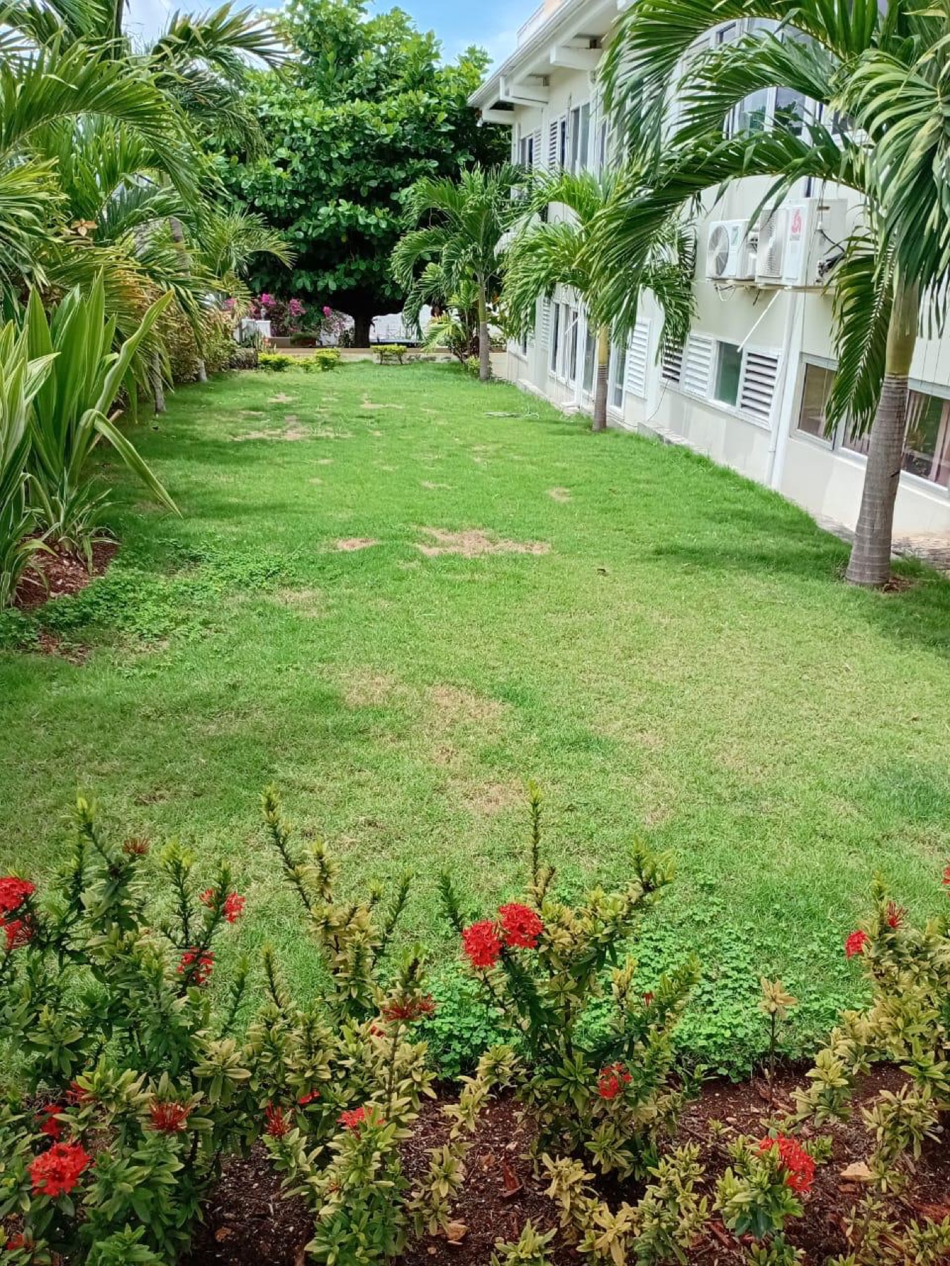 The tropical garden: hibiscus in flower, palms and lawn beside the building